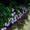 紫陽花の小路