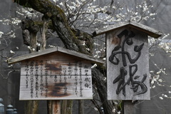 らんだむ。らんだむ。ラン！ラン！ラン！その百七十「飛梅」