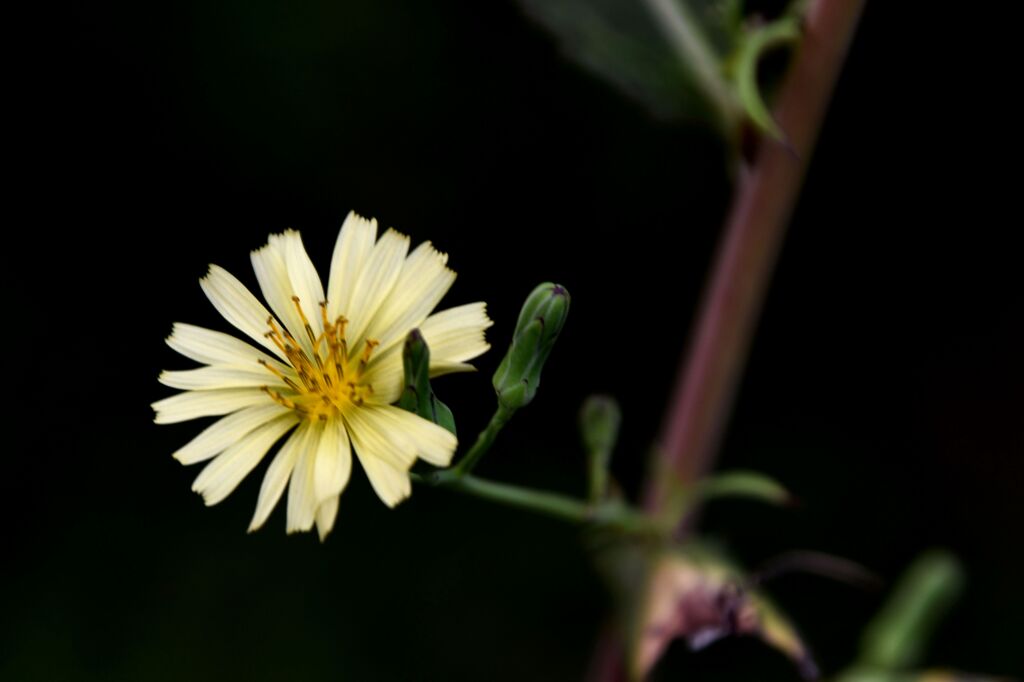 らんだむ。らんだむ。ラン！ラン！ラン！その四十五「花」
