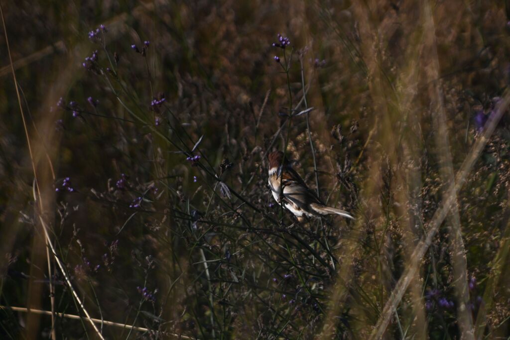 らんだむ。らんだむ。ラン！ラン！ラン！その百四十二「 何処へ」06