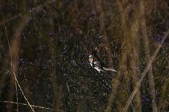 らんだむ。らんだむ。ラン！ラン！ラン！その百四十二「 何処へ」06