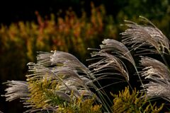 らんだむ。らんだむ。ラン！ラン！ラン！その三十「ススキ」