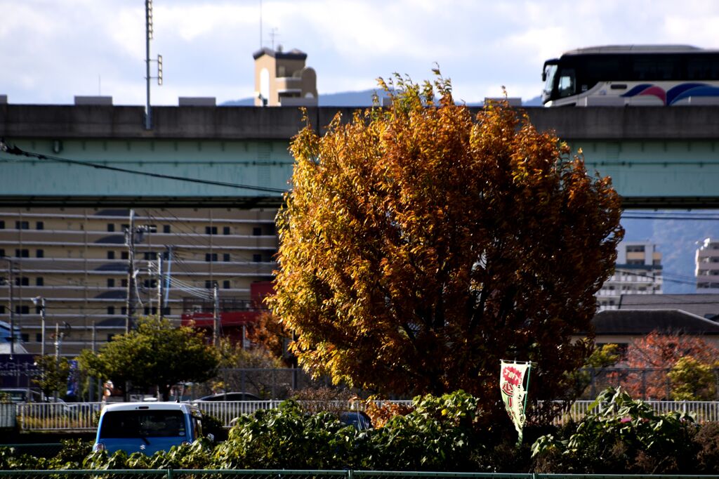 らんだむ。らんだむ。ラン！ラン！ラン！その四十六