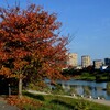 らんだむ。らんだむ。ラン！ラン！ラン！その三十三「我が街の秋」