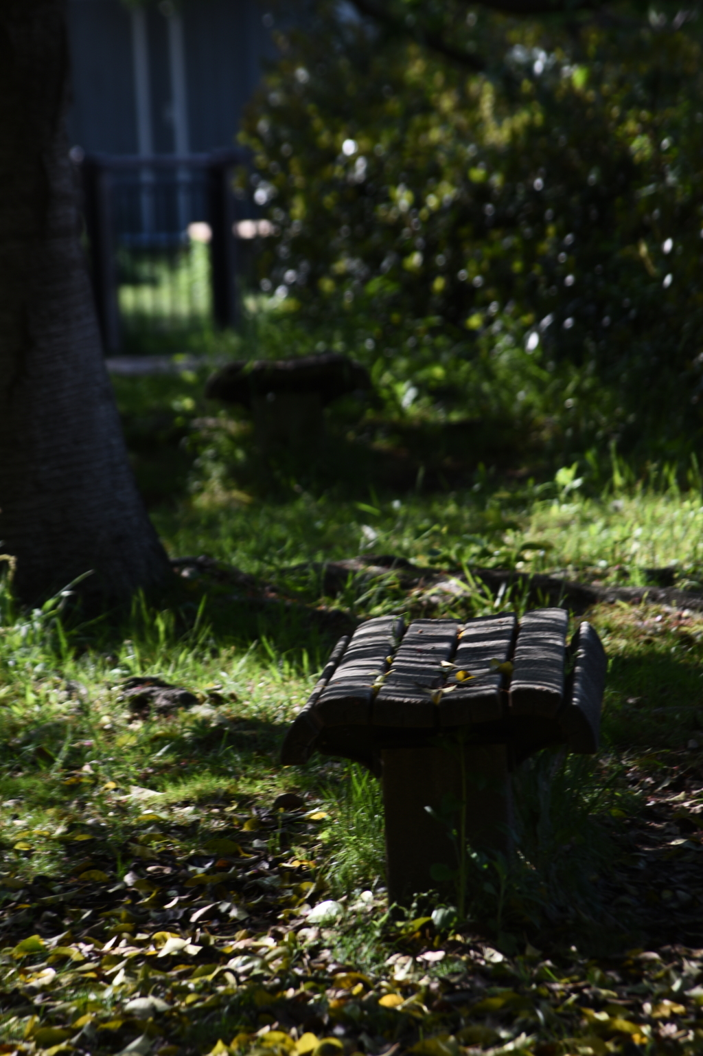 らんだむ。らんだむ。ラン！ラン！ラン！その五十八「木漏れ日」