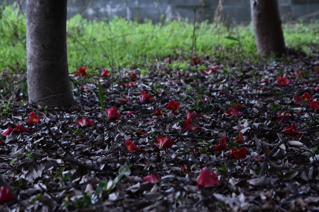 落ちる　その一　　macmosのパクリです。（＾＾；