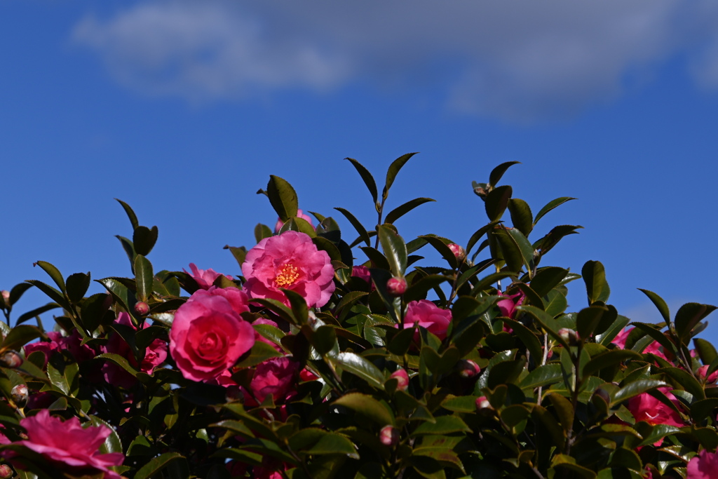 らんだむ。らんだむ。ラン！ラン！ラン！その百五十「山茶花」でした。