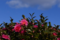 らんだむ。らんだむ。ラン！ラン！ラン！その百五十「山茶花」でした。