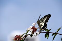 らんだむ。らんだむ。ラン！ラン！ラン！その百十五「 アゲハ蝶」