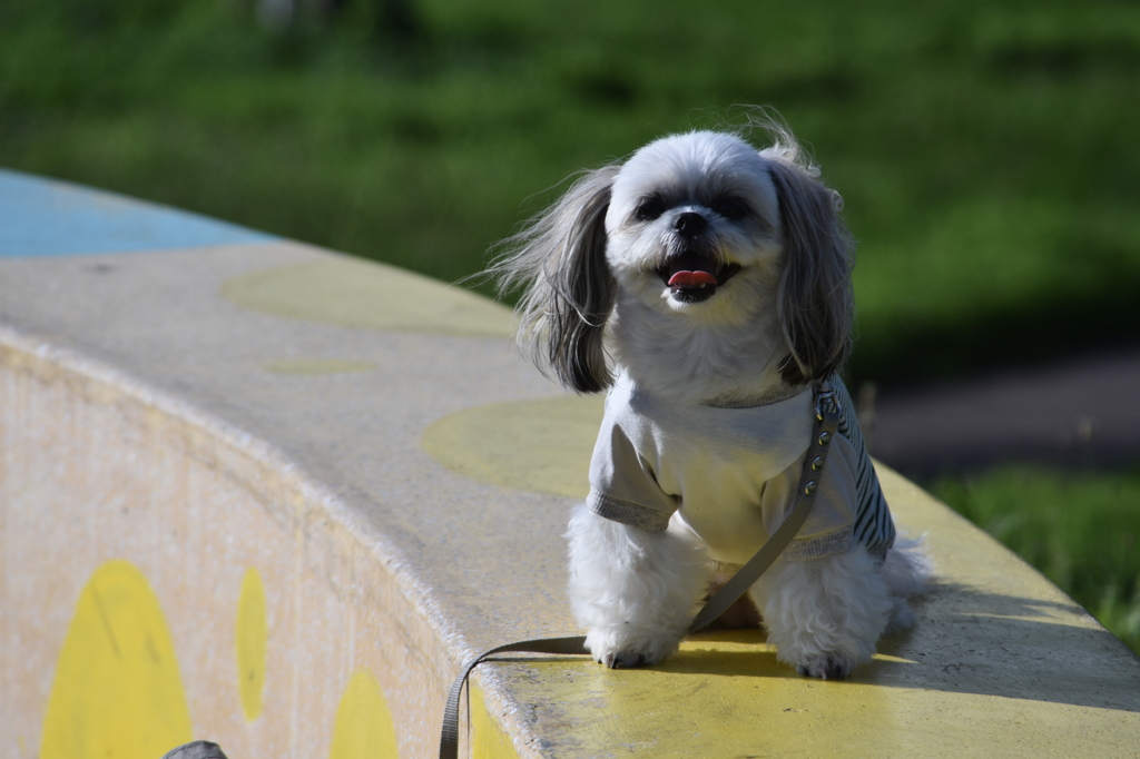 暑中お見舞い申し上げます。