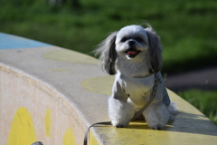 暑中お見舞い申し上げます。