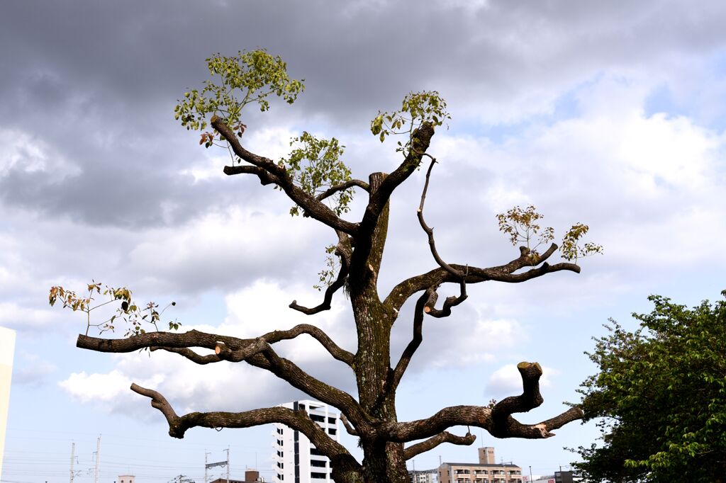 「キュウリのパパ」02