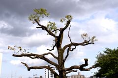 「キュウリのパパ」02 「キュウリのパパ」02