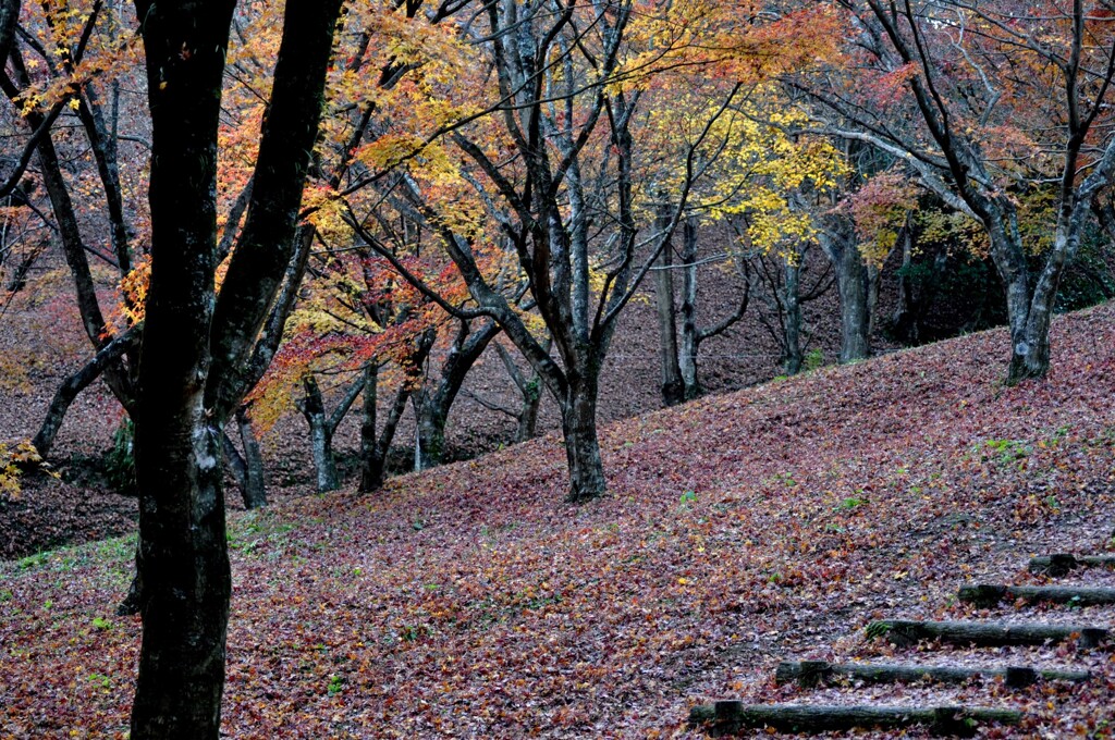 らんだむ。らんだむ。ラン！ラン！ラン！その二十九「紅葉」