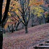 らんだむ。らんだむ。ラン！ラン！ラン！その二十九「紅葉」