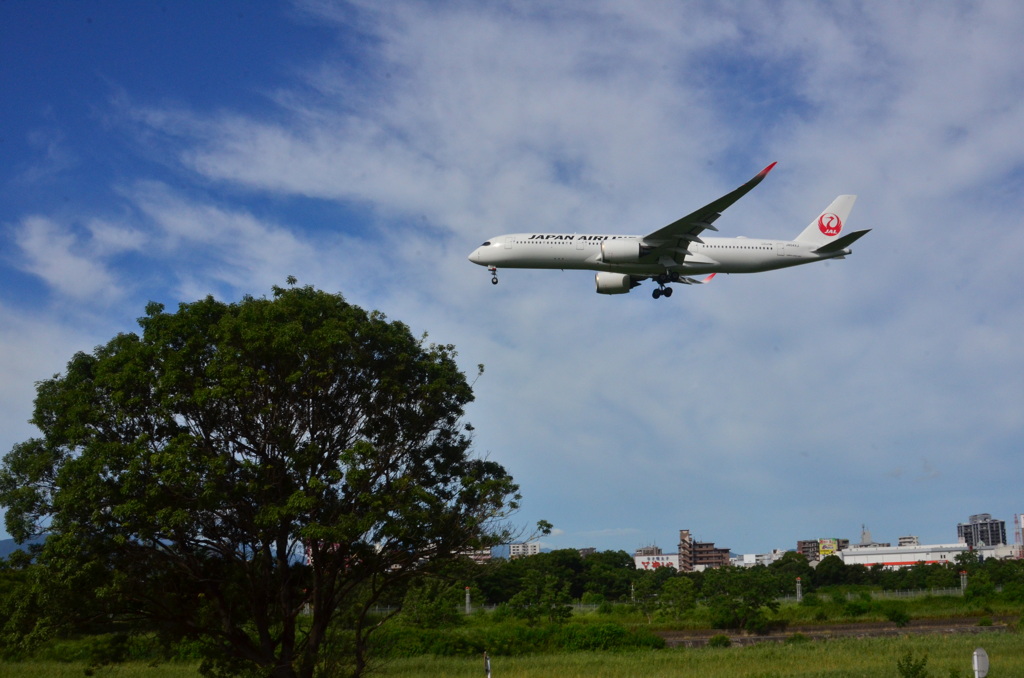 JAL 205   Airbus A350