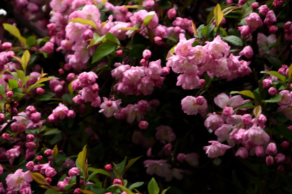 「2025桜 」？03　　　これも桜かな？
