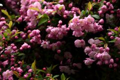 「2025桜 」？03　　　これも桜かな？