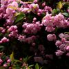 「2025桜 」？03　　　これも桜かな？