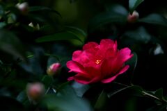 一歩・二歩・散歩(2025初冬)05