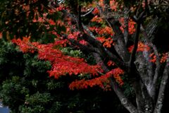 一歩・二歩・散歩(2025初冬)03