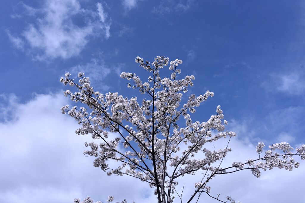 「春ですね」6
