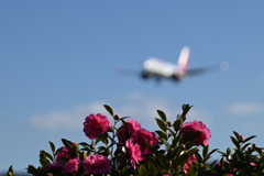 「ぬしにこがれて赤くなる」