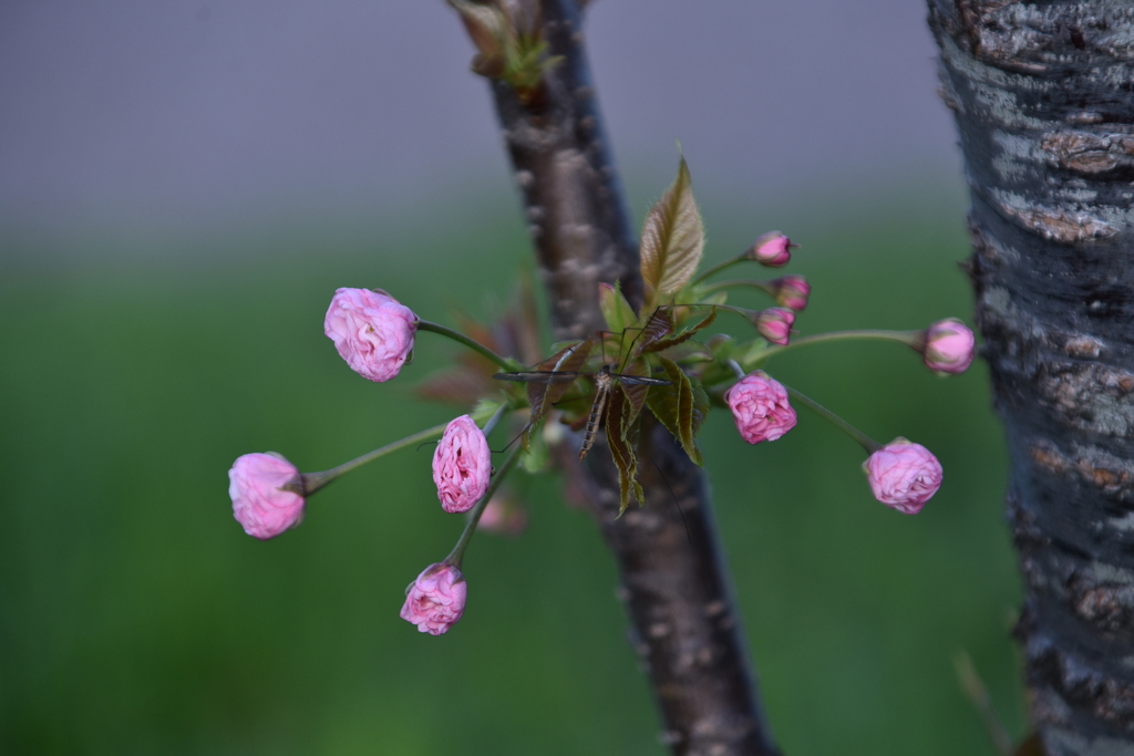 「人生模様」その十五　「恋」