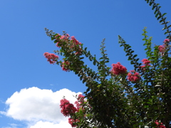 2025夏　01「花」