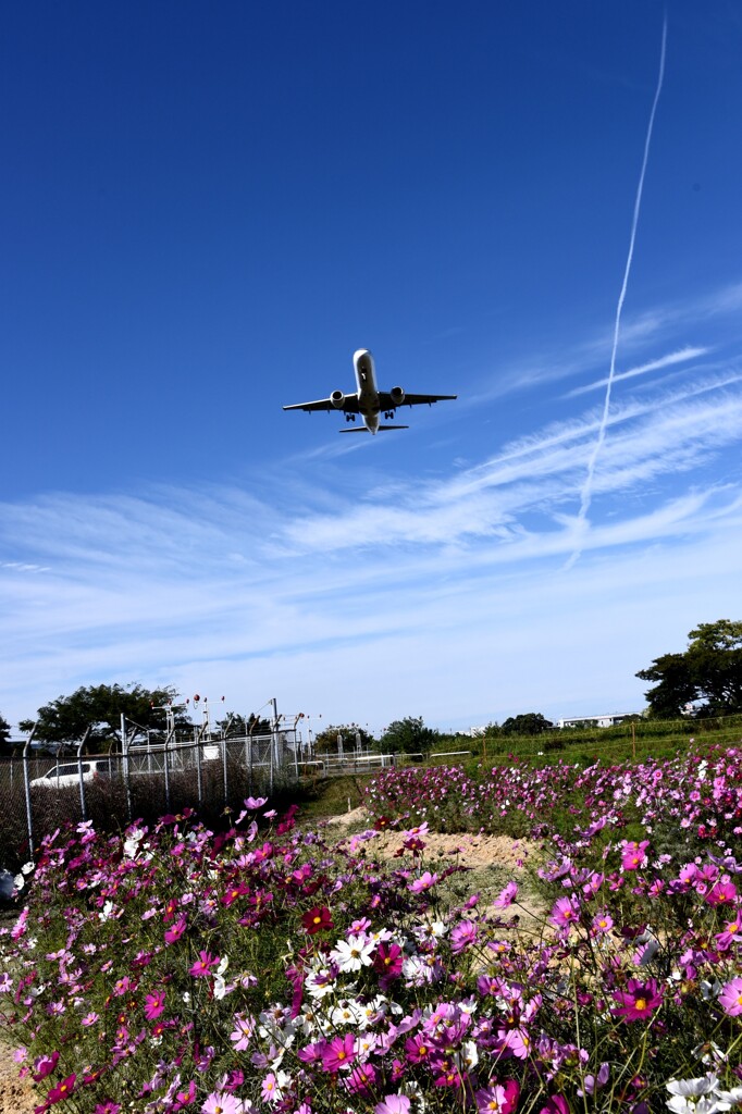 JAL 1303