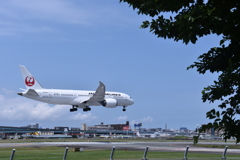 JAL 814