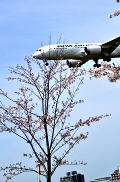 JAL 570