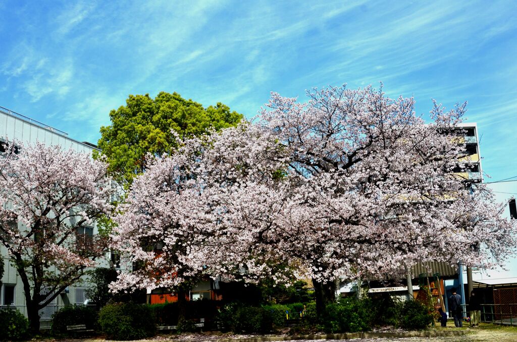 2022 桜咲く！（近所のさくらも超満開です）