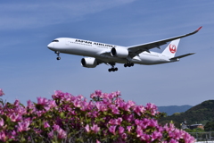JAL 570