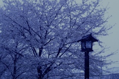 雪桜