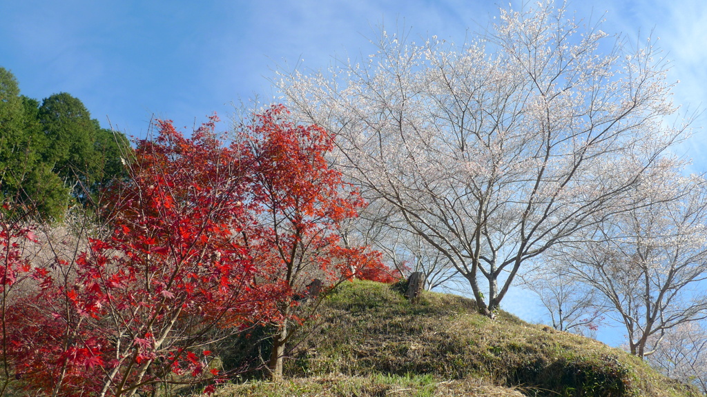 四季桜と紅葉