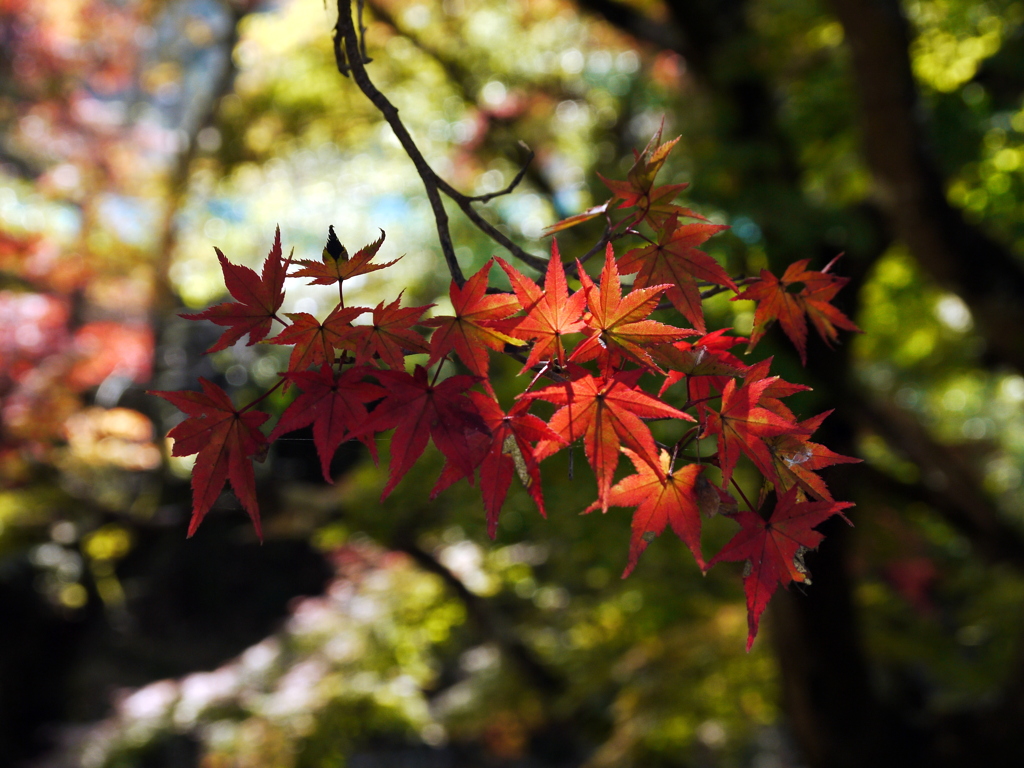 紅葉