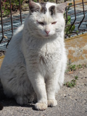 ねこ