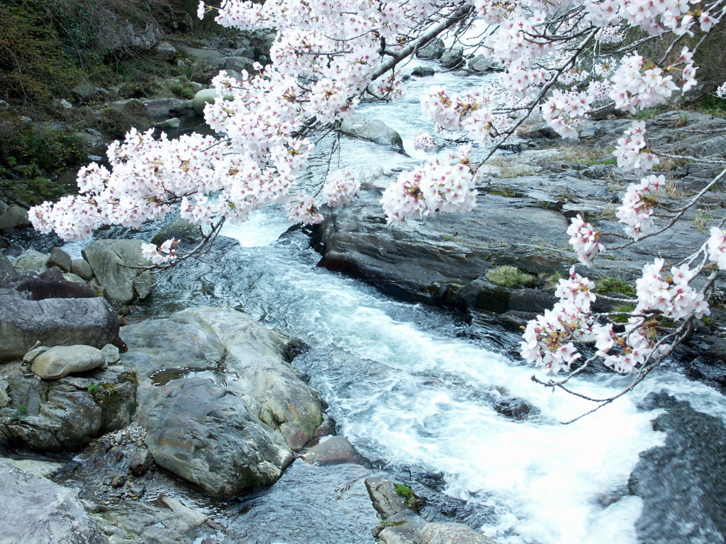 桜