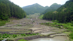 四谷の千枚田