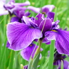 菖蒲