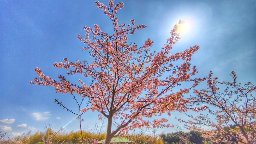 河津桜