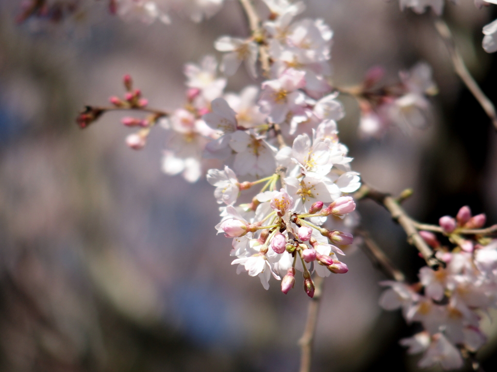 しだれ桜