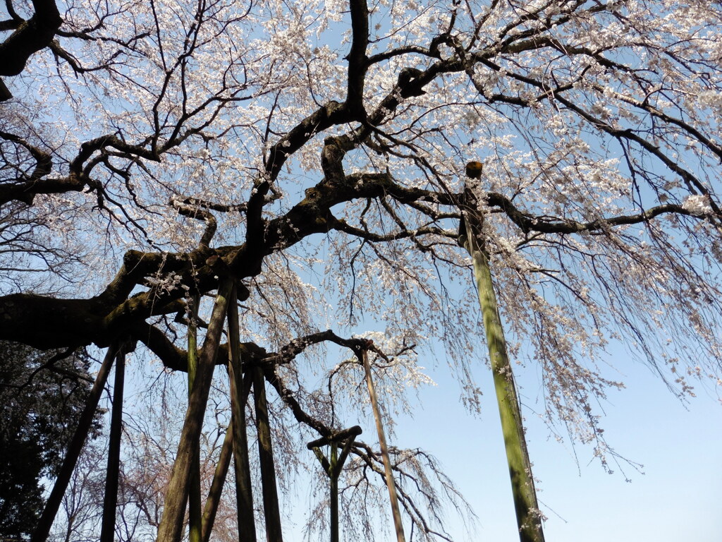 しだれ桜