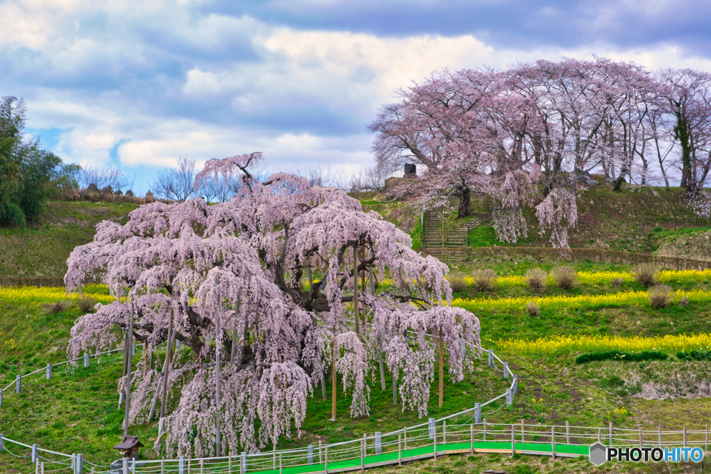 2020_三春滝桜