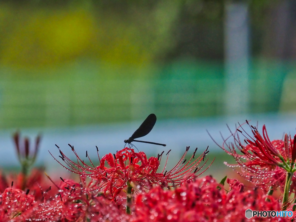 2021-09-19_彼岸花群生地-7