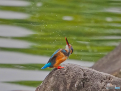 2021-06-13_カワセミ-3