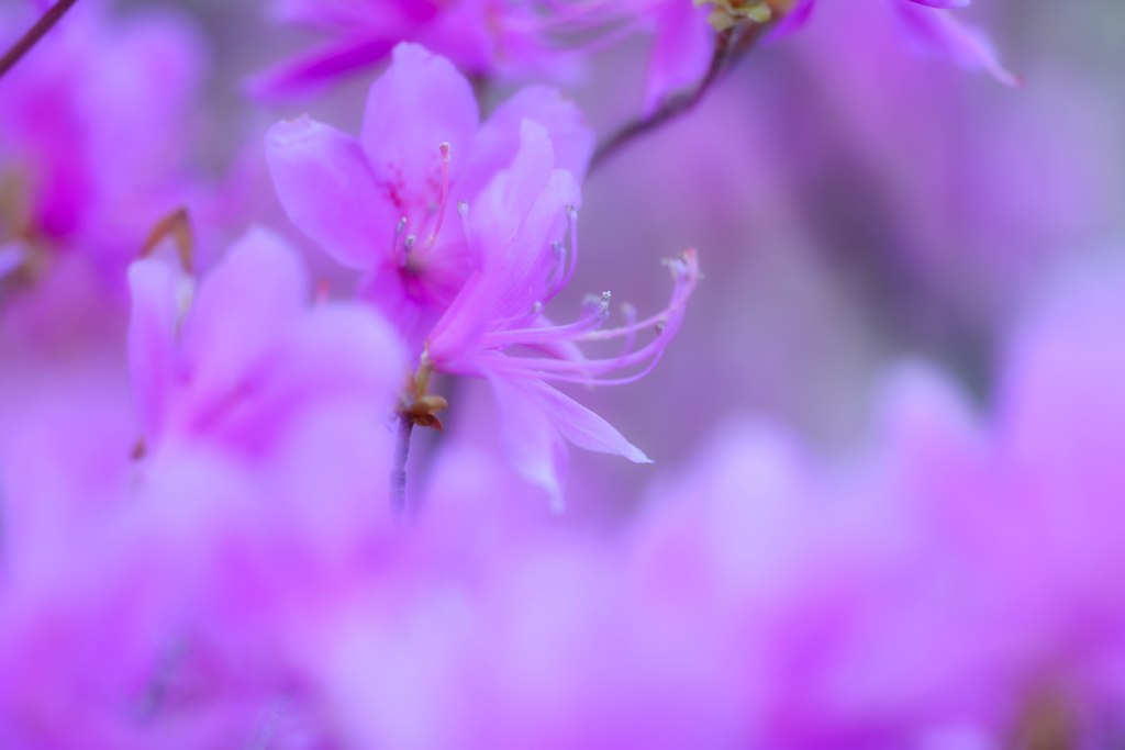 2023-05-18_龍頭之茶屋