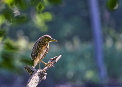 2023-07-16_栃木県 井頭公園-2
