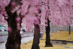 2023-03-25_栃木県庁